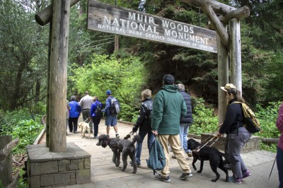 Photo of Testing Audio Description: Muir Woods National Monument, California (2018)