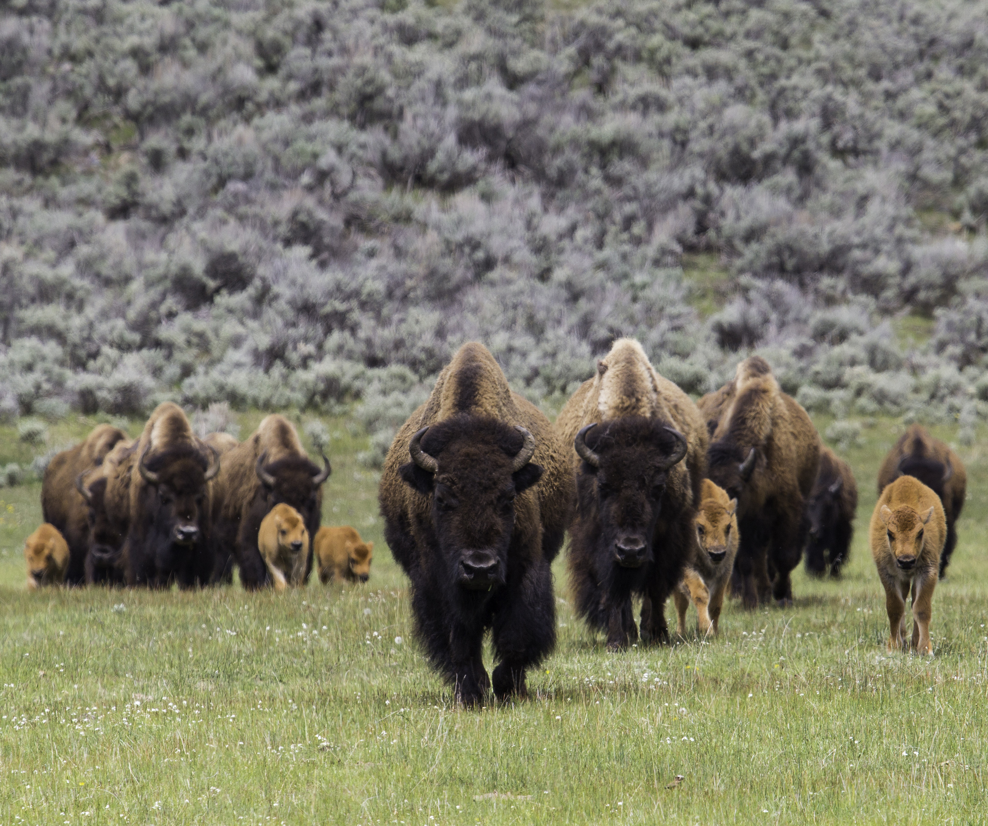 STAY SAFE WHILE WATCHING WILDLIFE section image