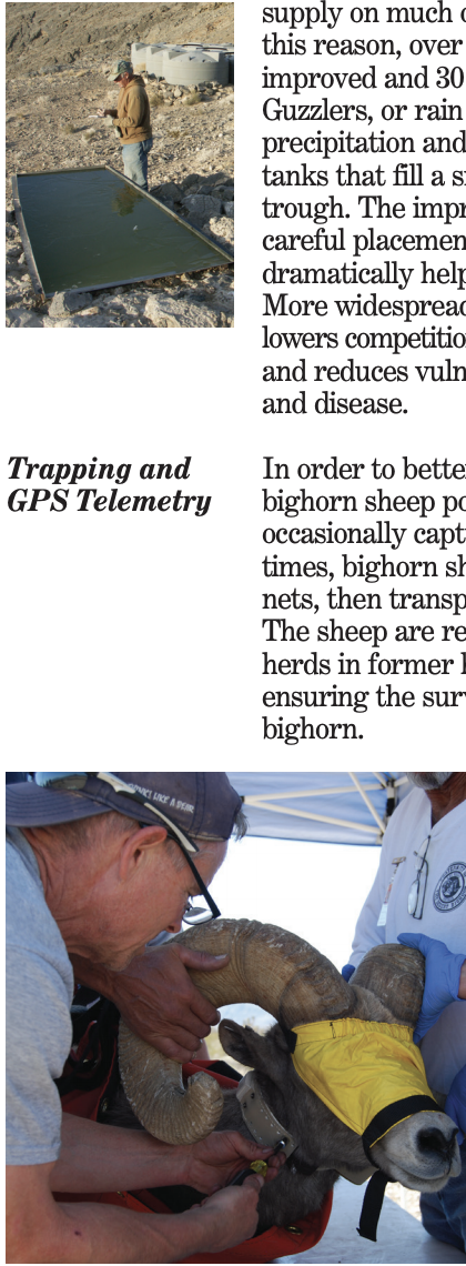 IMAGES AND TEXT: Bighorn management section image