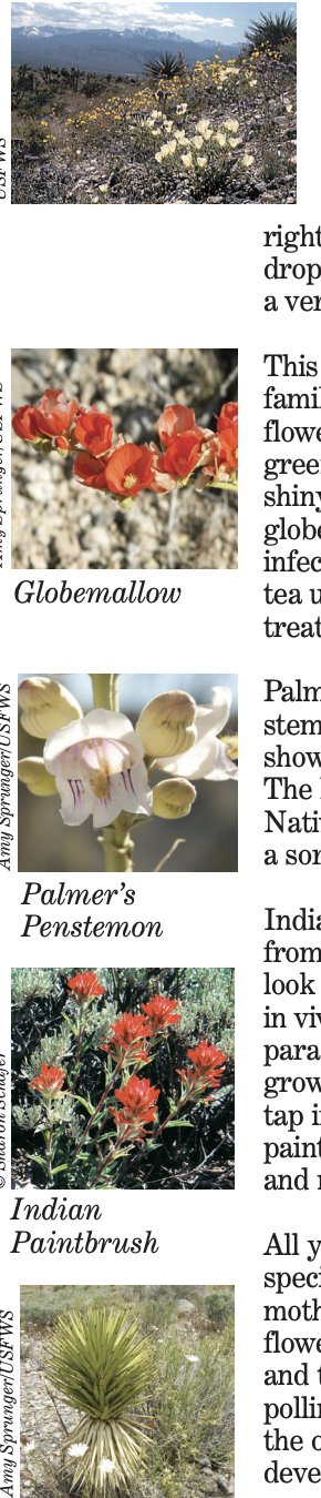 IMAGES AND TEXT: Desert annual flowers section image