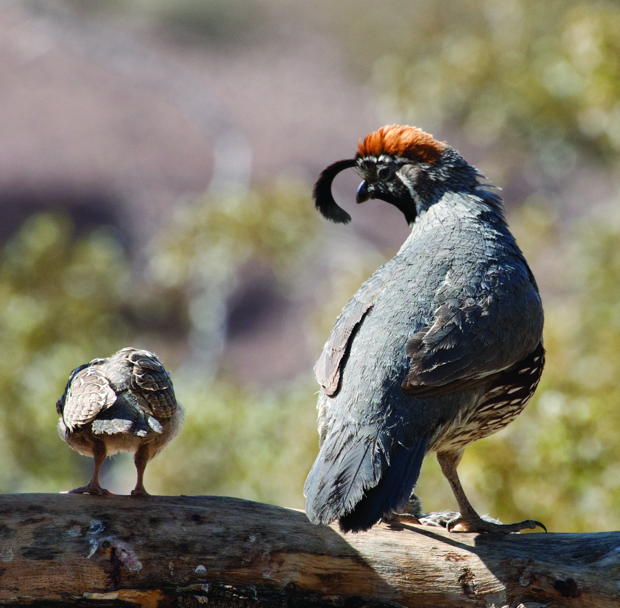 IMAGE AND TEXT: Desert National Wildlife Refuge section image
