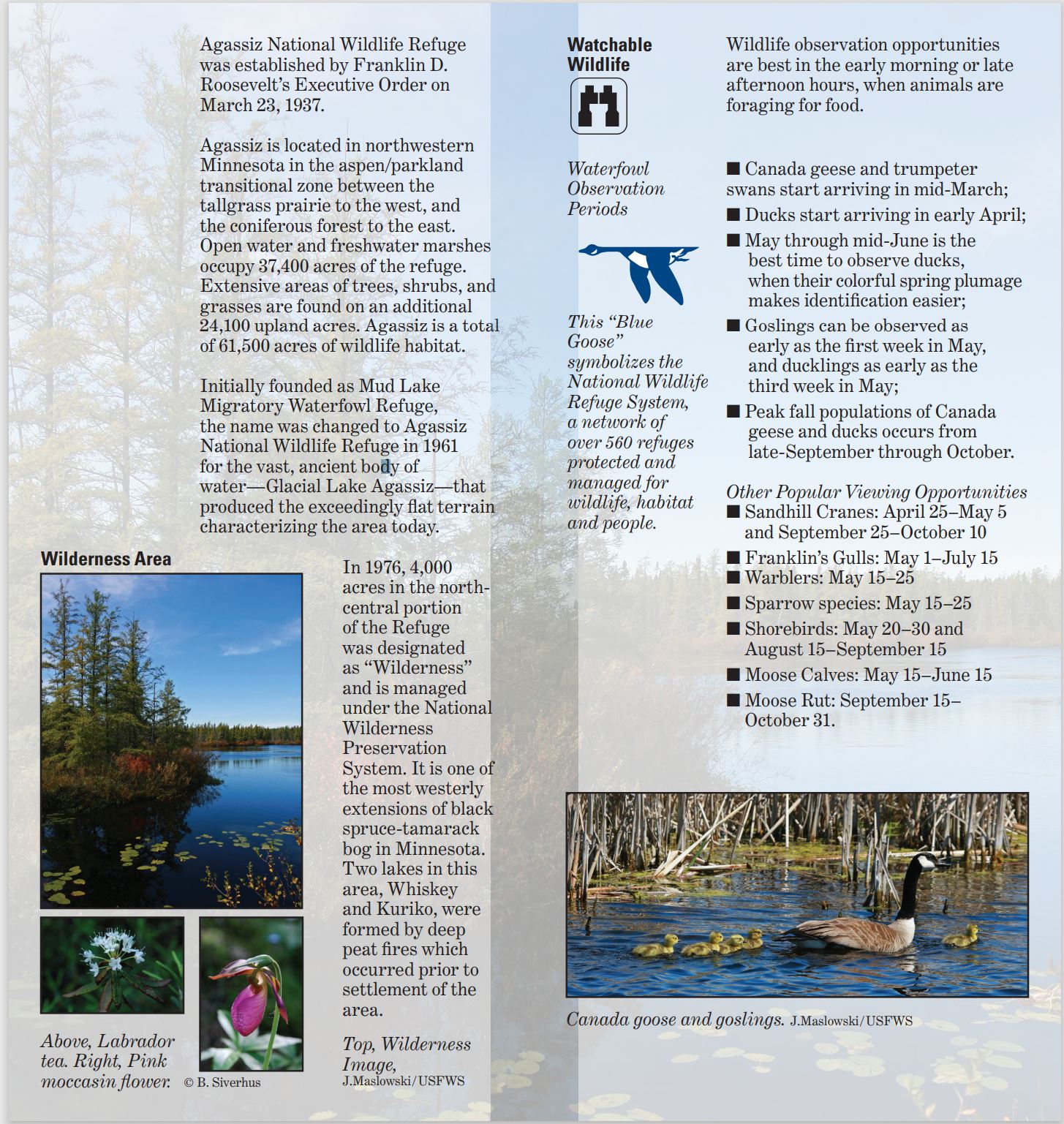IMAGES and TEXT: Wilderness Area section image